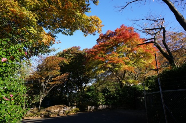 DSC00990_m