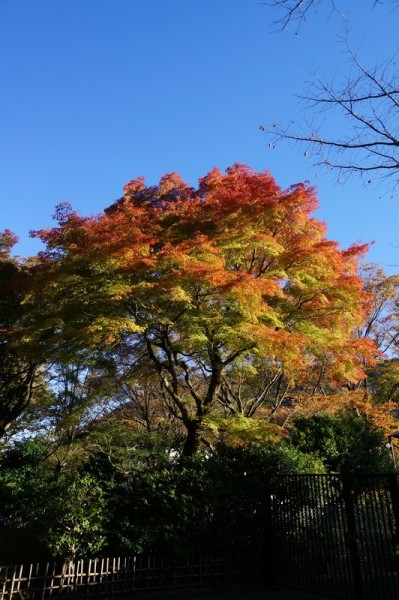 DSC00991_m