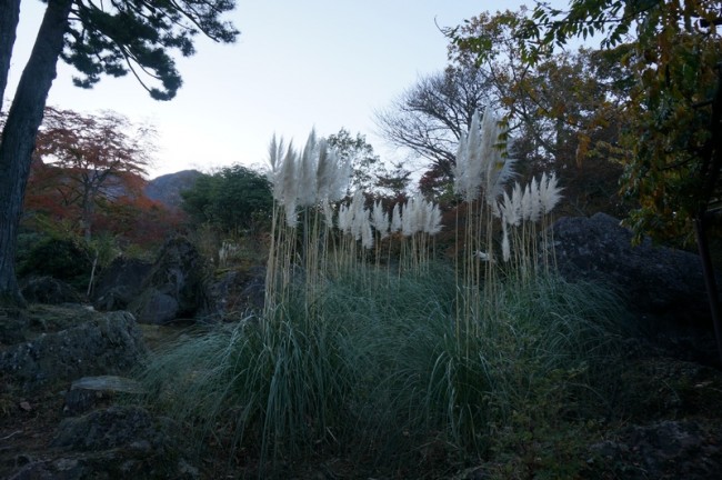 DSC01003_m