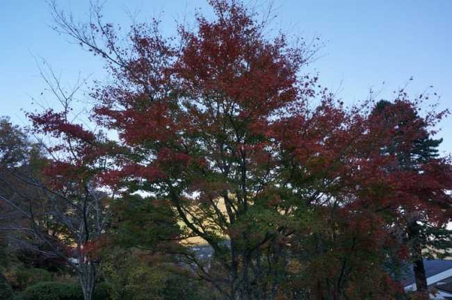 DSC01010_m
