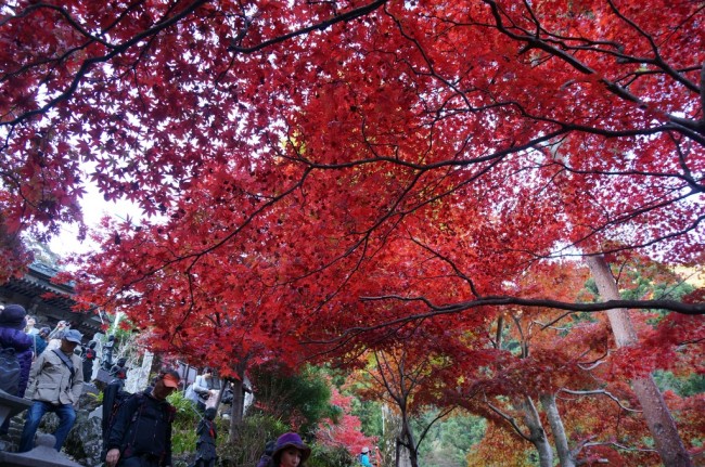 DSC01107_m.jpg